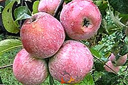 Apple Tree Welsey