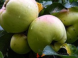 Pommes "Bogatyr": quelles sont les caractéristiques et les avantages de la variété?