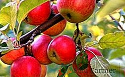 Cura e messa a dimora delle mele: le regole principali