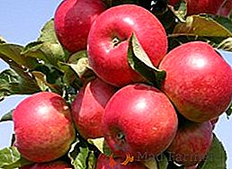 Правила посадки і догляду за Колоновидні яблунями в Сибіру
