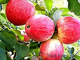 Características de uma macieira de uma variedade Doce e tecnologia agrícola de cultivo