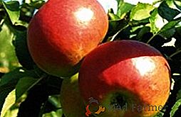 Једна врста јабука "Зхигулевское". Оно што је важно знати баштован