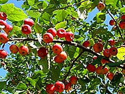 Ябълкови френдове: описание, характеристики, култивиране