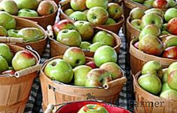Comment garder les pommes fraîches jusqu'au printemps
