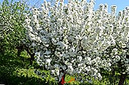 Reguli pentru plantarea copacilor de măr în primăvară: când sunt plantate, cum să planteze, principalele erori în plantare