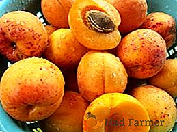 Abricot: sélection de variétés résistantes à l'hiver pour la région de Moscou
