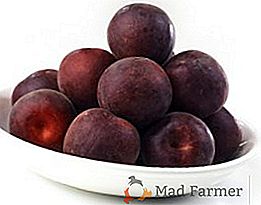 Caractéristiques de soin pour les variétés d'abricot noir "Velours noir"