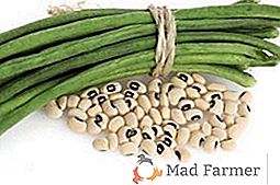 Špargľa fazule zeleniny - zvláštnosti pestovania