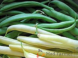Les meilleures variétés de haricots asperges (noms et photos)