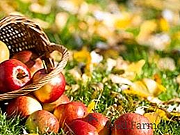 Pommiers d'automne: familiarisez-vous avec les variétés et les particularités des soins