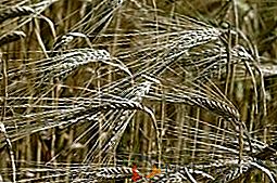 Características de semeadura de cevada de primavera