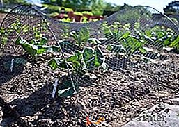 Co lze v zemi v červnu vysadit, vybírají rostliny na pěstování v zahradě
