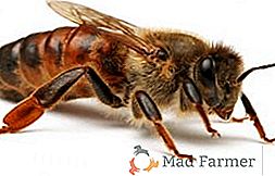 Funzioni di base dell'ape-quaglia in una famiglia di api