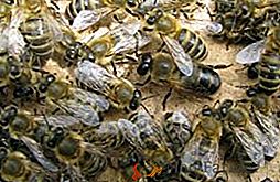 Характеристики на съдържанието и характеристиките на пчелите Cornica