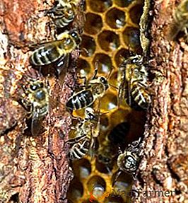 Panj v votlini: kako živijo divje čebel in jih lahko udomačijo?