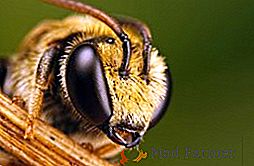 Comment est l'abeille