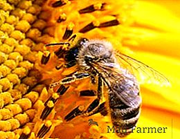 Méthodes et matériel pour attraper des essaims d'abeilles