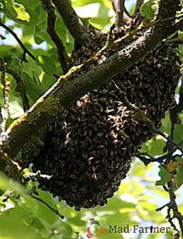 Reprodukcija družine čebel: naravna pot