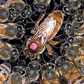 Reproduction des abeilles par couches
