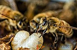 Les étapes du développement des larves des abeilles