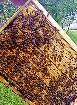Cos'è un apicoltore