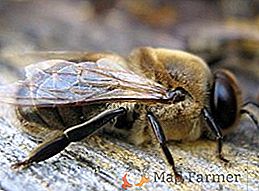 Jaka jest rola dronów w rodzinie pszczół?