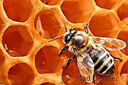 Aplicación de cera de abeja en medicina popular y cosmetología: beneficio y daño