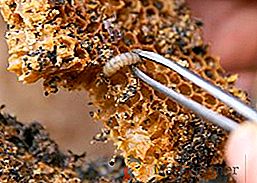 Korisna svojstva moljaca voska, upotreba i kontraindikacije