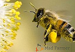 Какво е полезно за пчелния прашец, лечебните свойства и противопоказанията на продукта