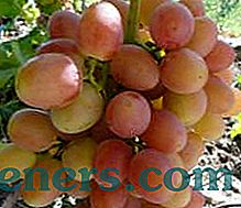 Zahteven, a zelo lep hibrid grozdja 