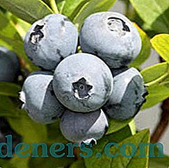Charakterystyka premii blueberry