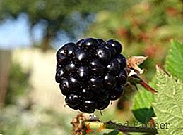Blackberry "Black Satin": avantages et inconvénients, plantation et soin