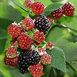 Blackberry Chester Thornless: zalety i wady odmiany, sadzenia i pielęgnacji