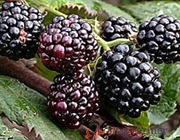 Blackberry Thornfrey: ventajas, desventajas, plantación y cuidado