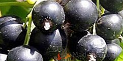 Gooseberries "Commander": descripción de la variedad, correcta plantación y características de crecimiento