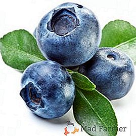 Blueberries crescentes: plantio e cuidado