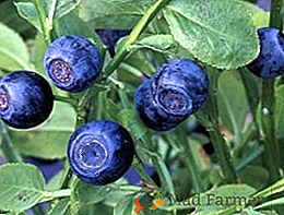 Como cultivar blueberries: as melhores dicas para plantio e cuidado