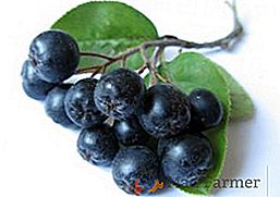 Selezione delle migliori ricette per la raccolta di chokeberry ashberry (chokeberry) per l'inverno