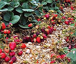 Strawberry Victoria: Les meilleurs conseils pour planter et soigner