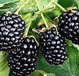 Le varietà più popolari di binge blackberry
