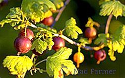 Suggerimenti per piantare e prendersi cura di uva spina "Kolobok"