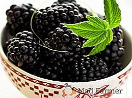 Propiedades útiles de blackberry: aplicación en medicina popular y contraindicaciones