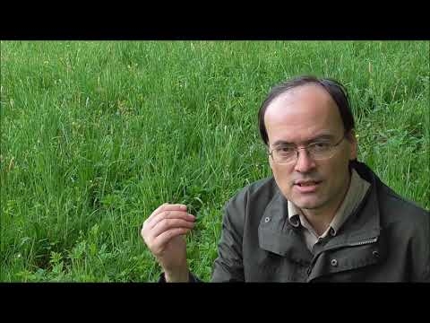 Ako pestovať trávnatú trávu bez buriny?