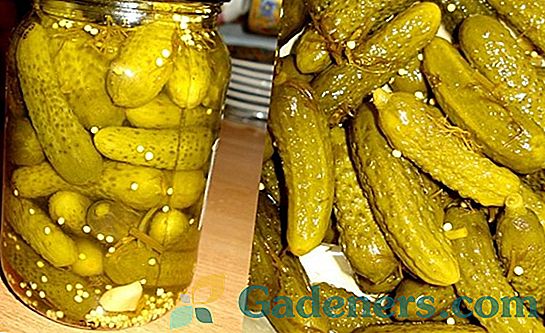 Konzervirane kumarice: hrustljavi otroci v pločevinkah