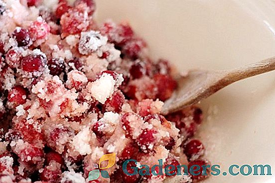 Brusnice s sladkorjem brez kuhanja za zimo in druge recepte za ohranitev čudovitega jagodičja
