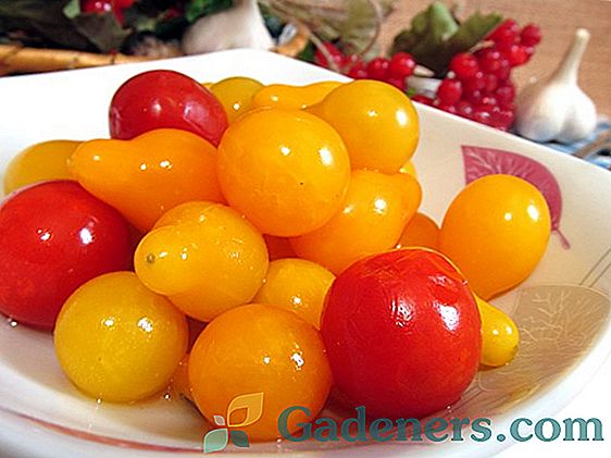Lahodné odrůdy marinády pro konzervování okurky