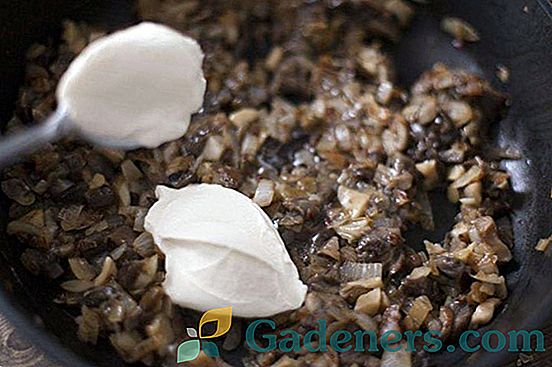 Houbový kaviár z vařených hub: 5 nejlepších receptů na zimu
