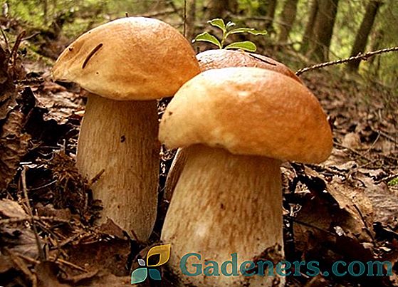 Једноставне греде: печурке за зиму