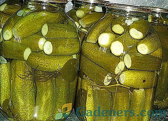 Kakšne vrste kumaric so primerne za luženje in konzerviranje