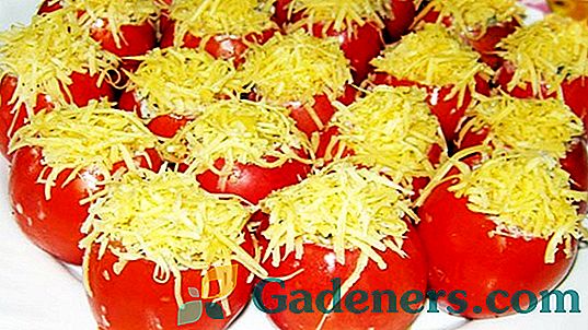 Punjene rajčice: najuspješniji recepti